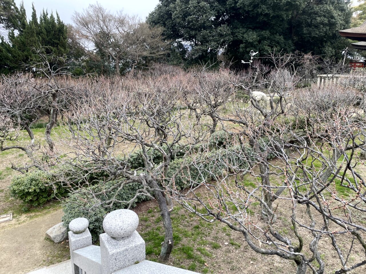 1分咲きの梅