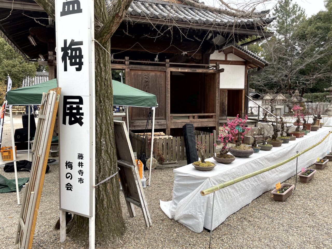 盆栽梅
