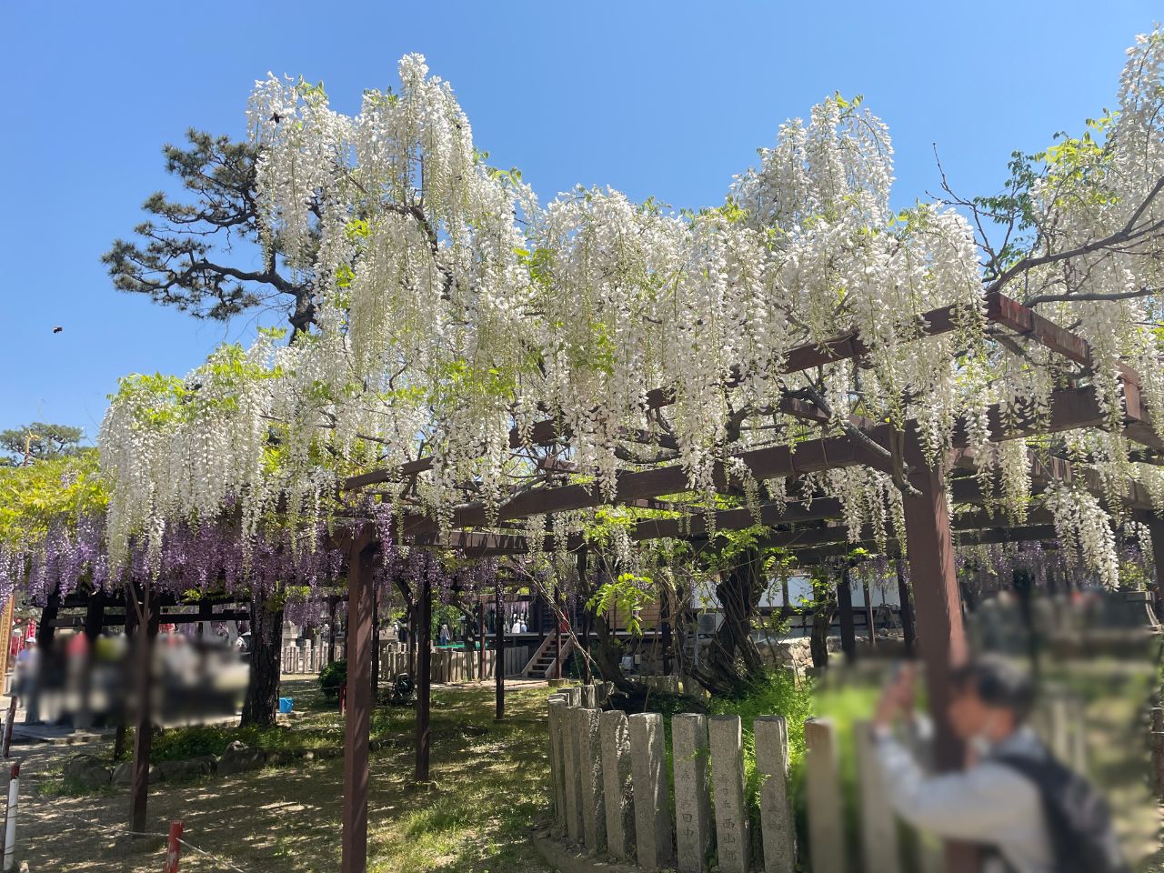 白い藤