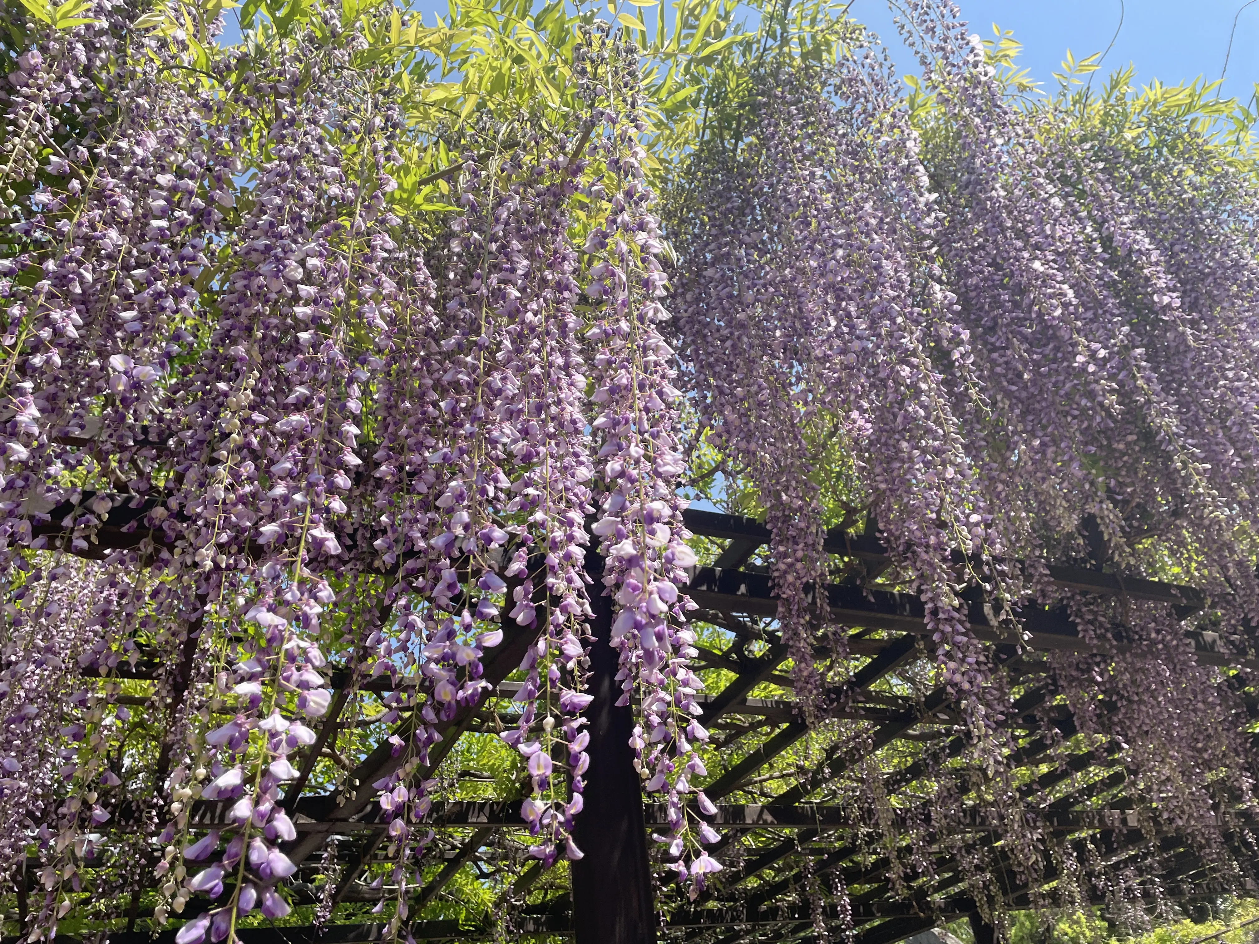 藤の花