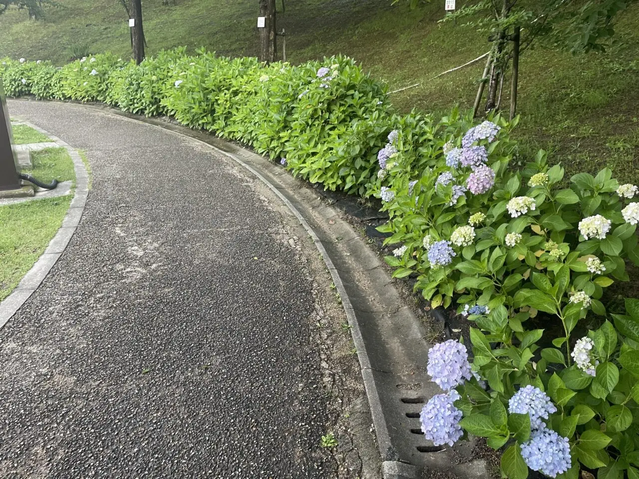 アジサイ2