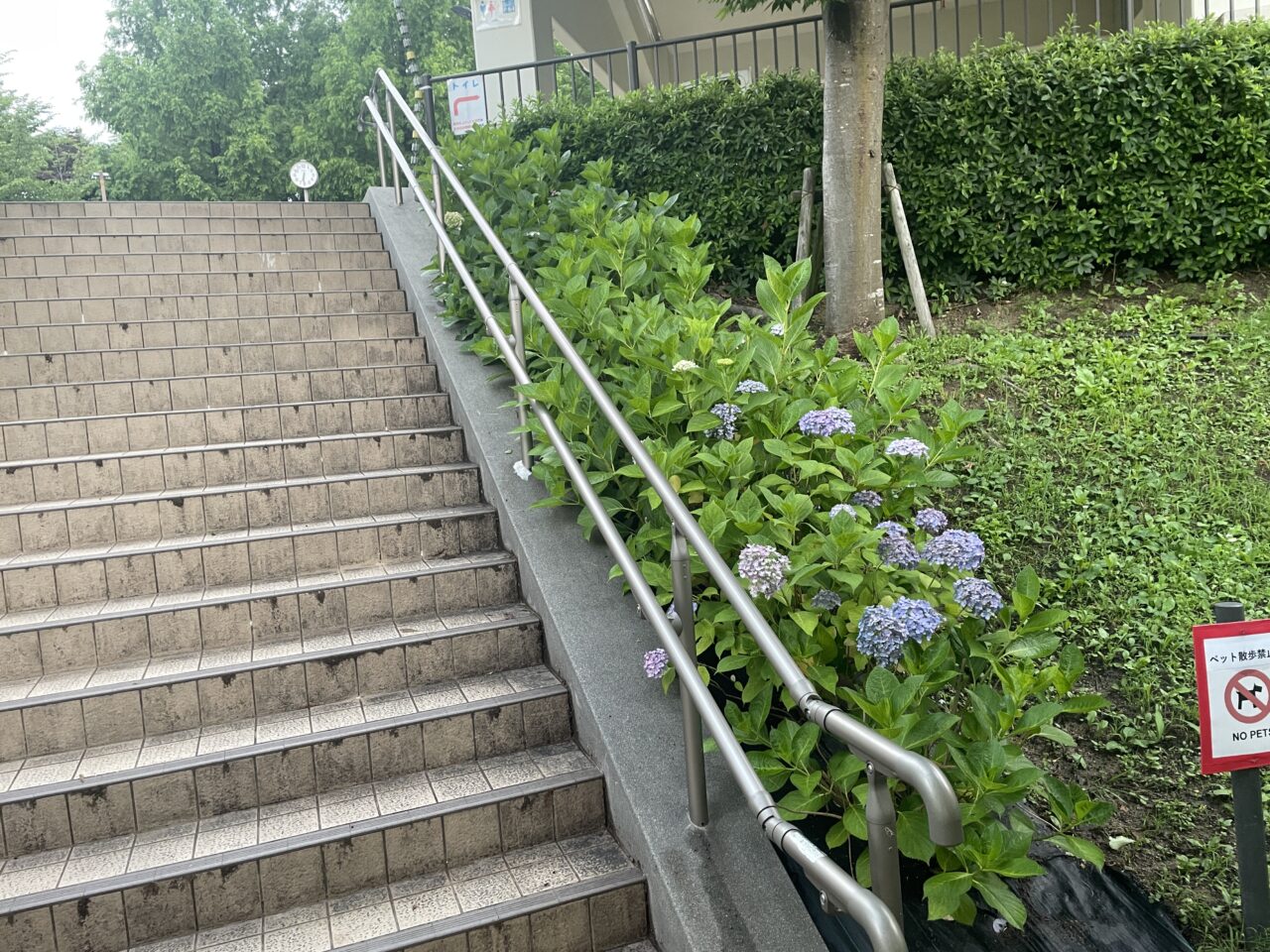 アジサイ4
