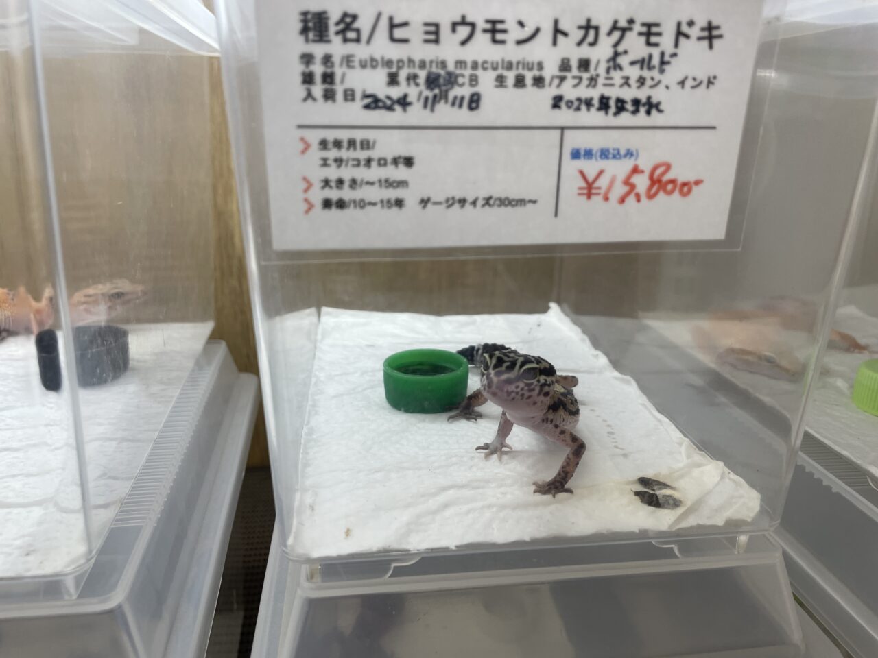 レオパ
