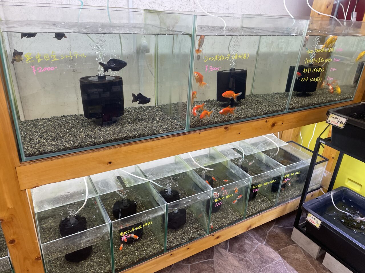 金魚